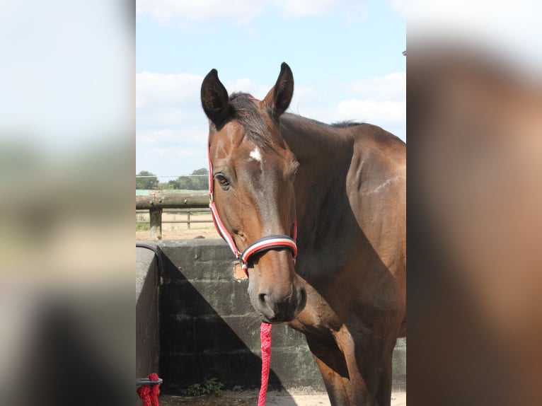 Holstein Gelding 24 years 17,1 hh Brown in Jersbek