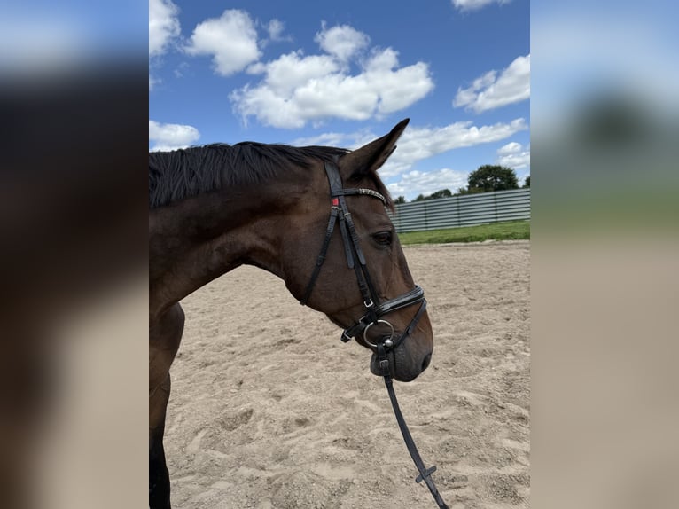 Holstein Gelding 24 years 17,1 hh Brown in Jersbek