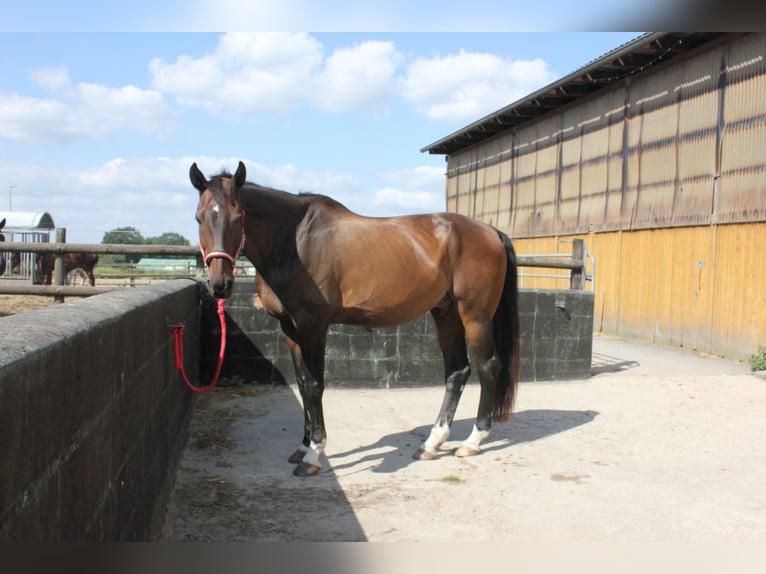 Holstein Gelding 24 years 17,1 hh Brown in Jersbek