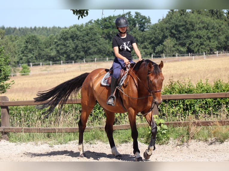 Holstein Gelding 24 years Brown in Egestorf