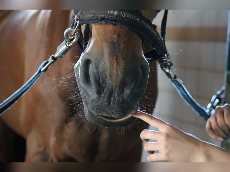 Holstein Gelding 24 years Brown in Egestorf