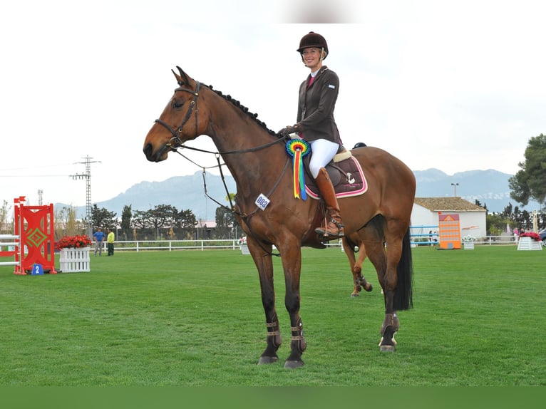 Holstein Gelding 25 years Brown in Egestorf