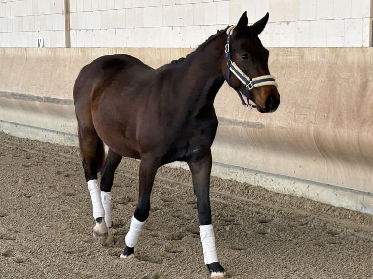 Holstein Gelding 2 years 15.1 hh Brown in Kabelsketal