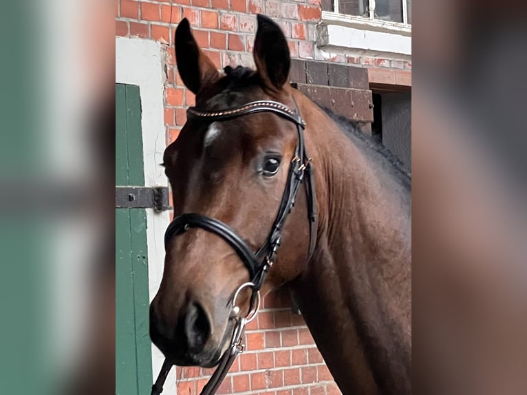 Holstein Gelding 2 years 16,2 hh Brown in Averlak