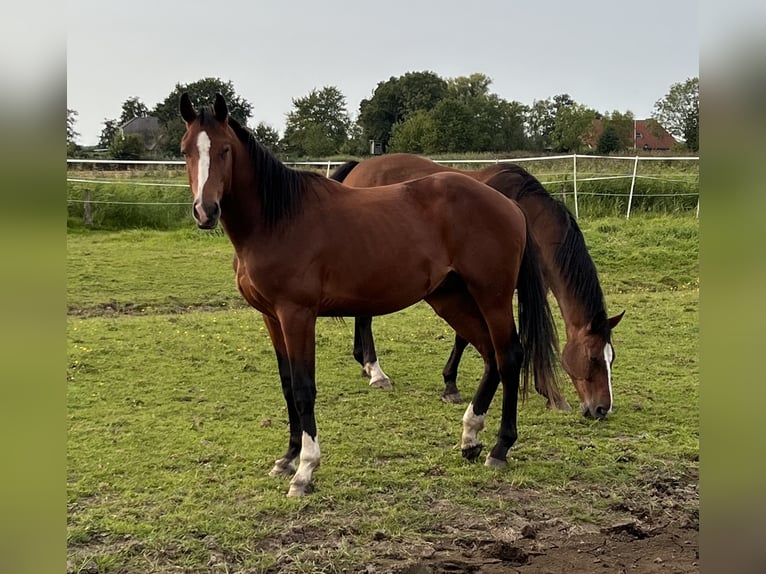 Holstein Gelding 2 years 16,2 hh Brown in Averlak