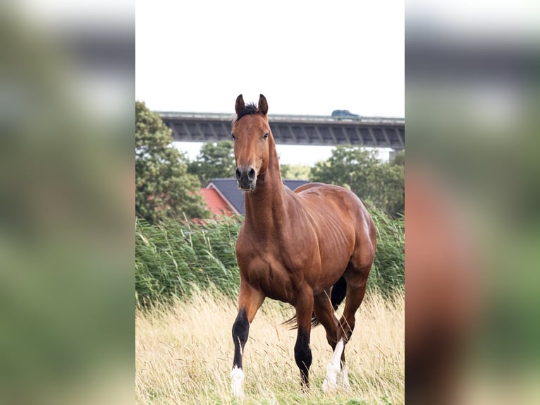 Holstein Gelding 2 years 16.2 hh Brown in Averlak