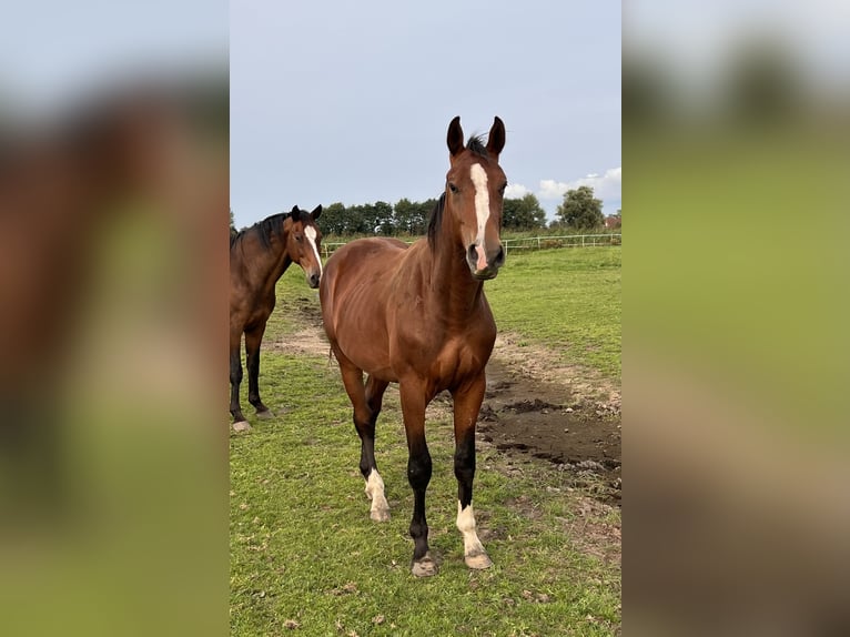 Holstein Gelding 2 years 16,2 hh Brown in Averlak