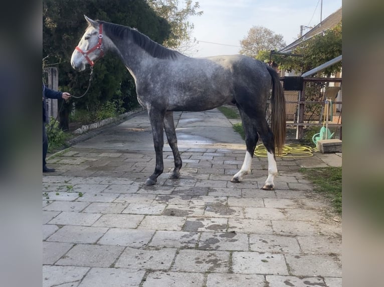 Holstein Gelding 2 years 16,2 hh Gray in Békéscsaba