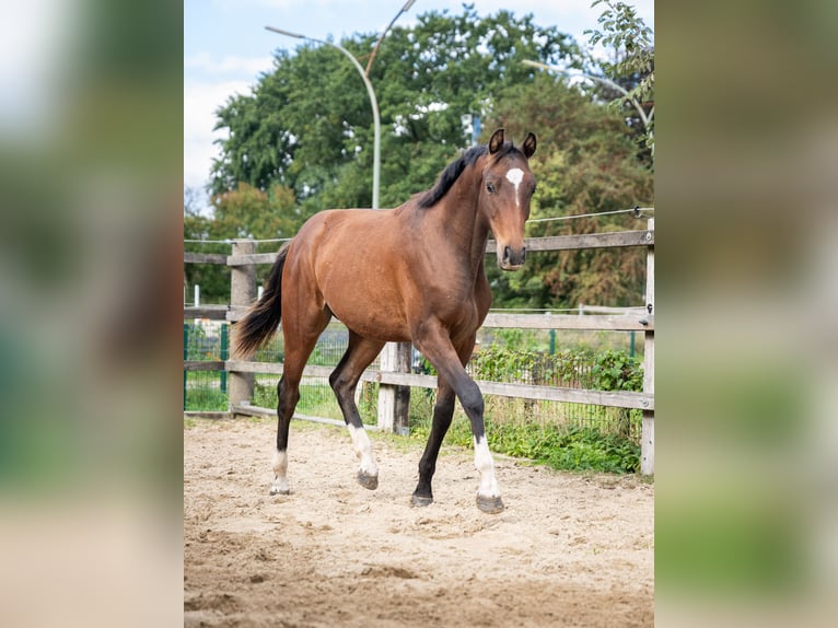 Holstein Gelding 2 years 16 hh Brown in Oeversee