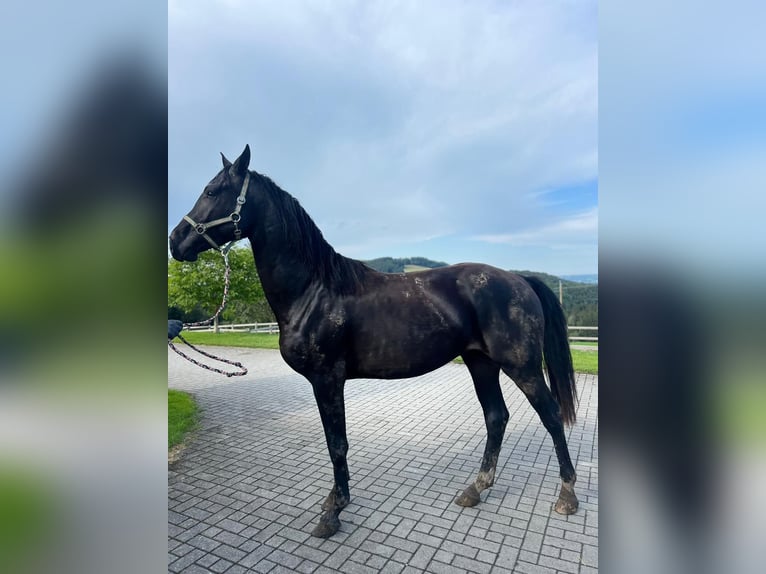 Holstein Gelding 2 years 16 hh Smoky-Black in Hamburg Osdorf