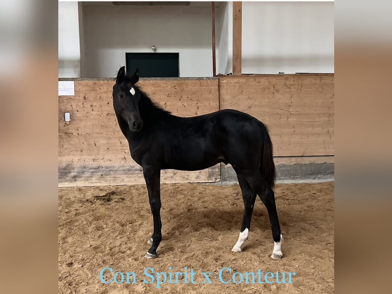 Holstein Gelding 2 years 16 hh Smoky-Black in Hamburg Osdorf