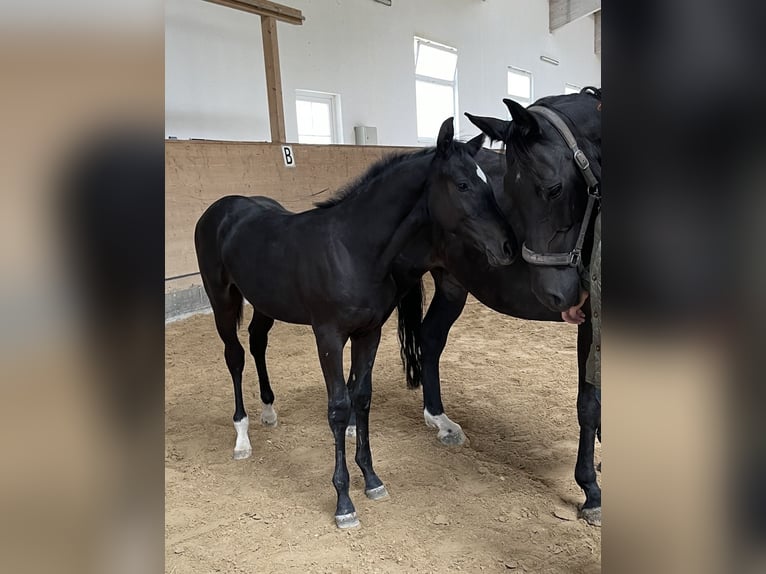 Holstein Gelding 2 years 16 hh Smoky-Black in Hamburg Osdorf