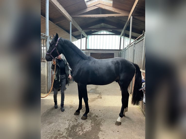 Holstein Gelding 2 years 16 hh Smoky-Black in Hamburg Osdorf