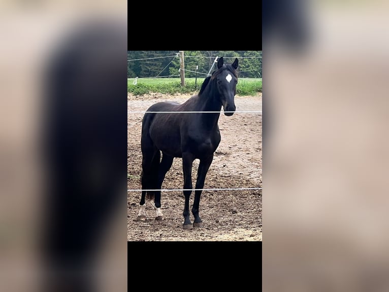 Holstein Gelding 2 years 16 hh Smoky-Black in Hamburg Osdorf