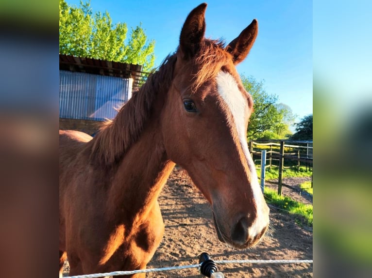 Holstein Gelding 2 years 16,1 hh Chestnut-Red in Reesdorf
