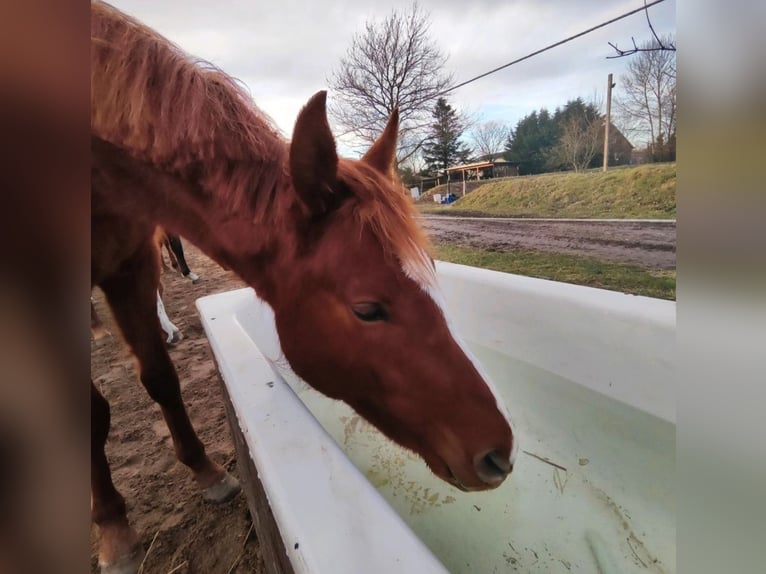 Holstein Gelding 2 years 16,1 hh Chestnut-Red in Reesdorf