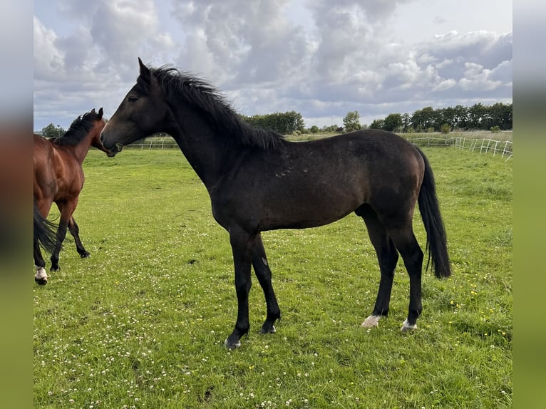 Holstein Gelding 2 years 16,1 hh Gray in Averlak