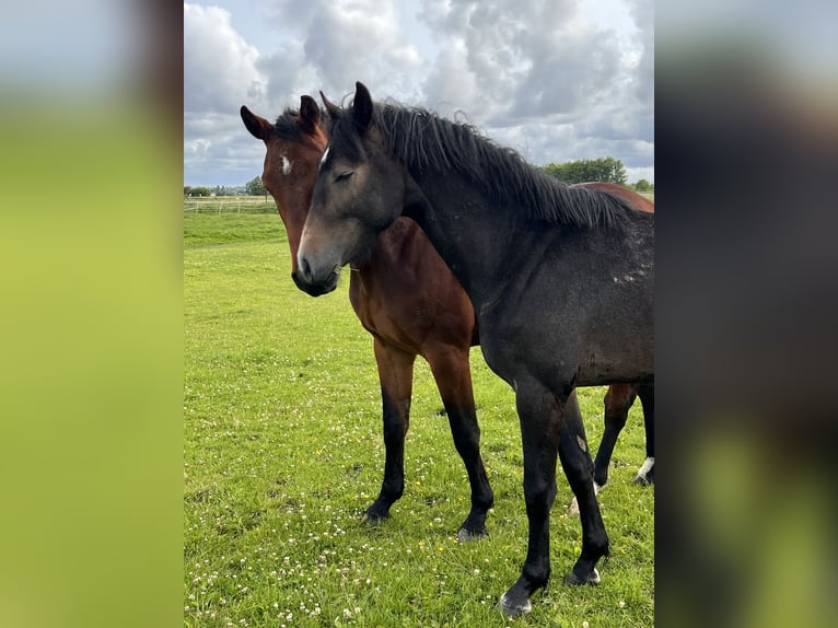 Holstein Gelding 2 years 16,1 hh Gray in Averlak