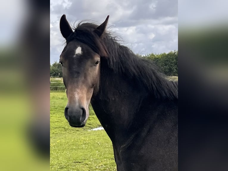 Holstein Gelding 2 years 16,1 hh Gray in Averlak