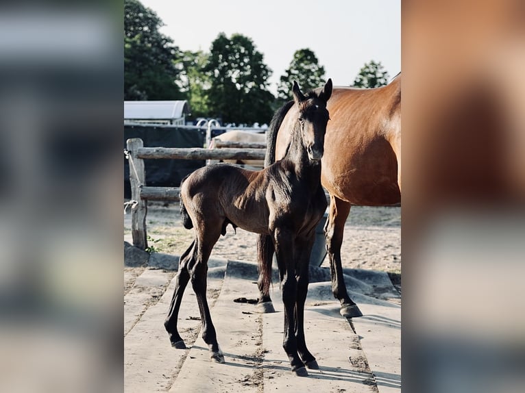 Holstein Gelding 2 years 16,1 hh Grey in Palingen
