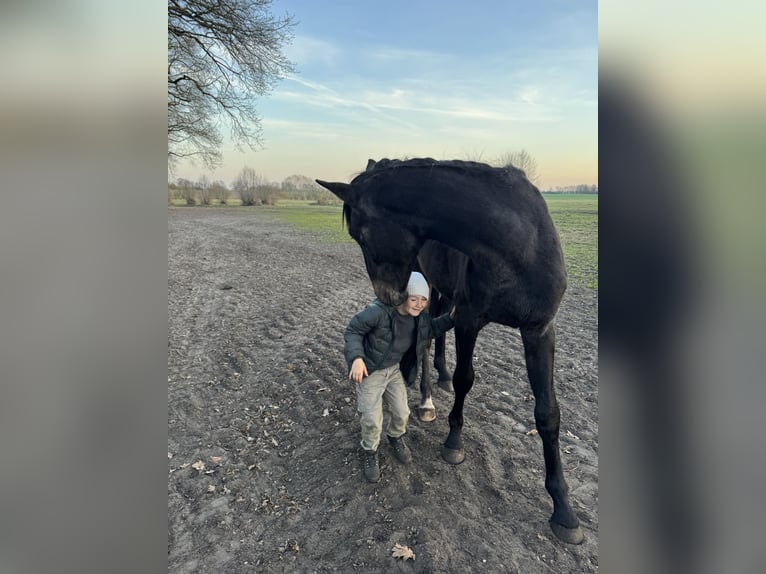 Holstein Gelding 2 years 16,1 hh Grey in Palingen