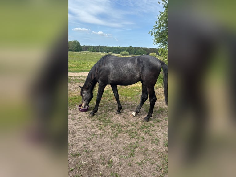 Holstein Gelding 2 years 16,1 hh Grey in Palingen