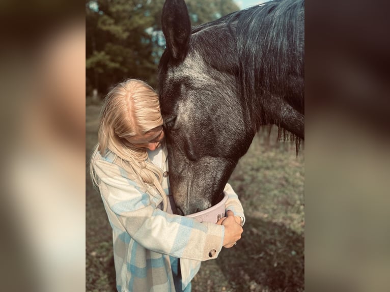 Holstein Gelding 2 years 16,1 hh Grey in Palingen
