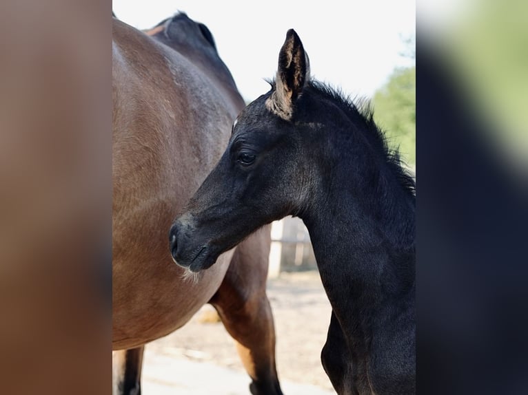 Holstein Gelding 2 years 16,1 hh Grey in Palingen