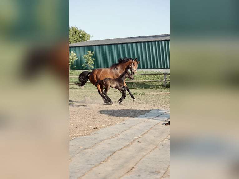 Holstein Gelding 2 years 16,1 hh Grey in Palingen