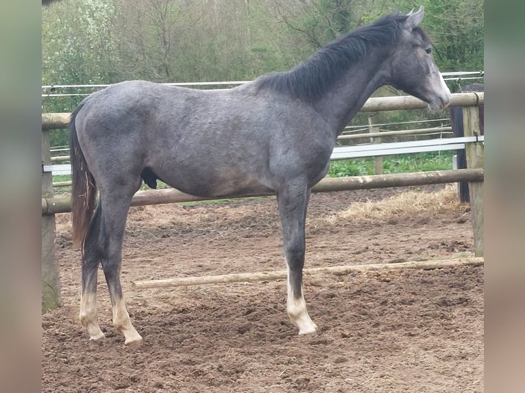 Holstein Gelding 2 years 16,2 hh Grey in Goldenbek Holstein Gelding 2 years 16,2 hh Grey in Goldenbek