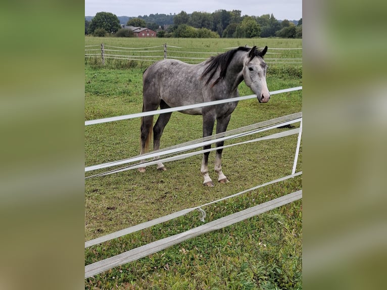 Holstein Gelding 2 years 16,2 hh Grey in Goldenbek Holstein Gelding 2 years 16,2 hh Grey in Goldenbek