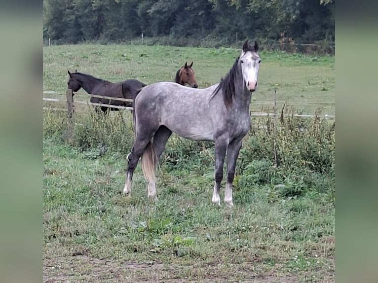 Holstein Gelding 2 years 16,2 hh Grey in Goldenbek Holstein Gelding 2 years 16,2 hh Grey in Goldenbek
