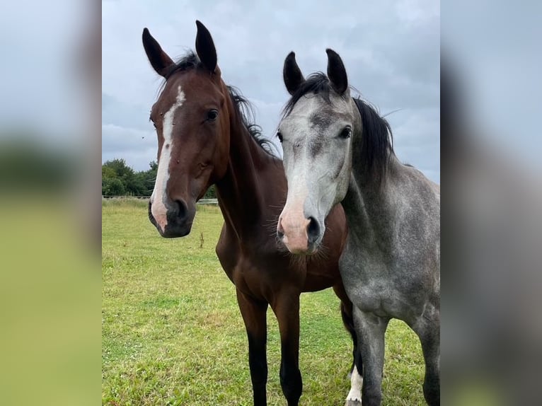 Holstein Gelding 2 years 16,3 hh Brown in Goldenbek