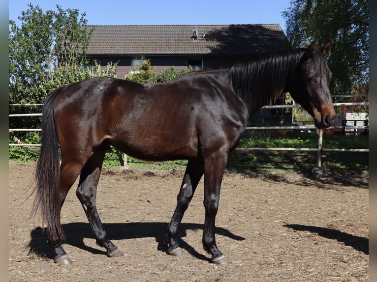 Holstein Gelding 2 years Bay-Dark in Todendorf