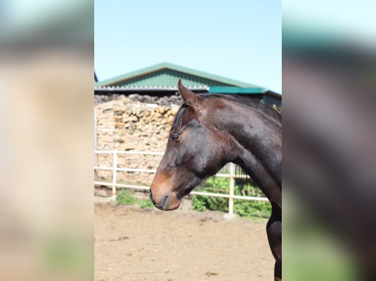 Holstein Gelding 2 years Bay-Dark in Todendorf