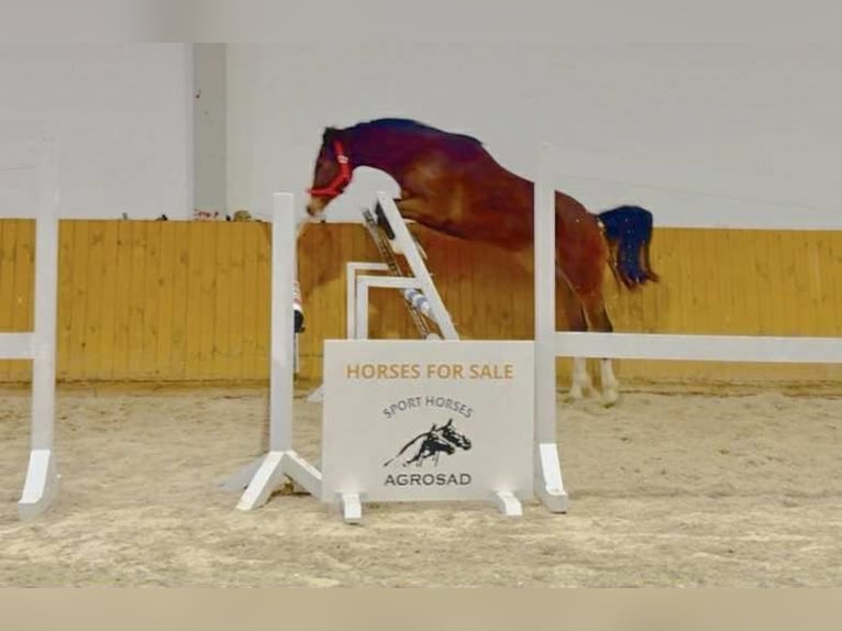 Holstein Gelding 2 years Brown in KRAJENKA