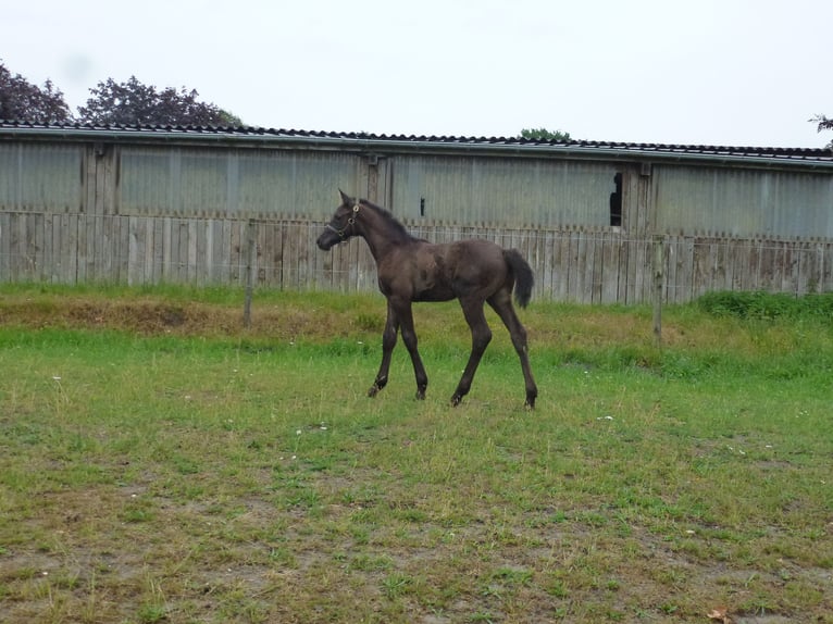 Holstein Gelding 2 years Smoky-Black in Klein Offenseth-Sparrieshoop