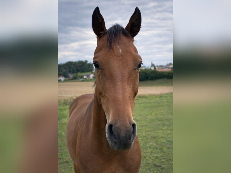 Holstein Gelding 3 years 15.2 hh Brown in Traunreut