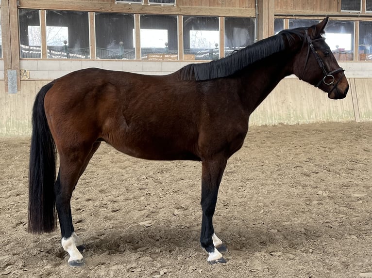 Holstein Gelding 3 years 15,3 hh Brown in Neuried