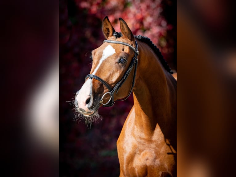 Holstein Gelding 3 years 15,3 hh Brown in Poznań