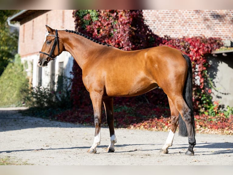 Holstein Gelding 3 years 15,3 hh Brown in Poznań