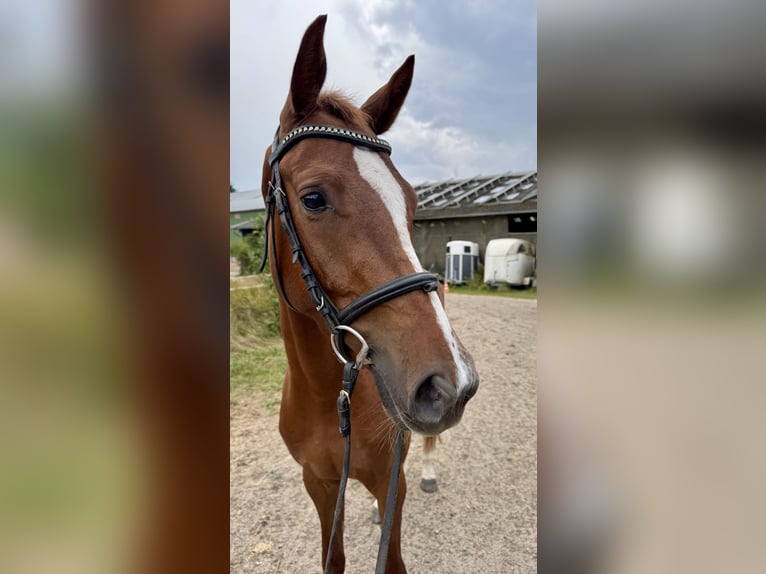 Holstein Gelding 3 years 15.3 hh Chestnut-Red in BlumenthalReesdorf