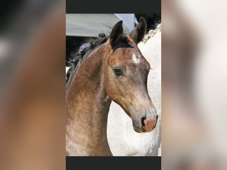 Holstein Gelding 3 years 15,3 hh Gray in Neuengörs