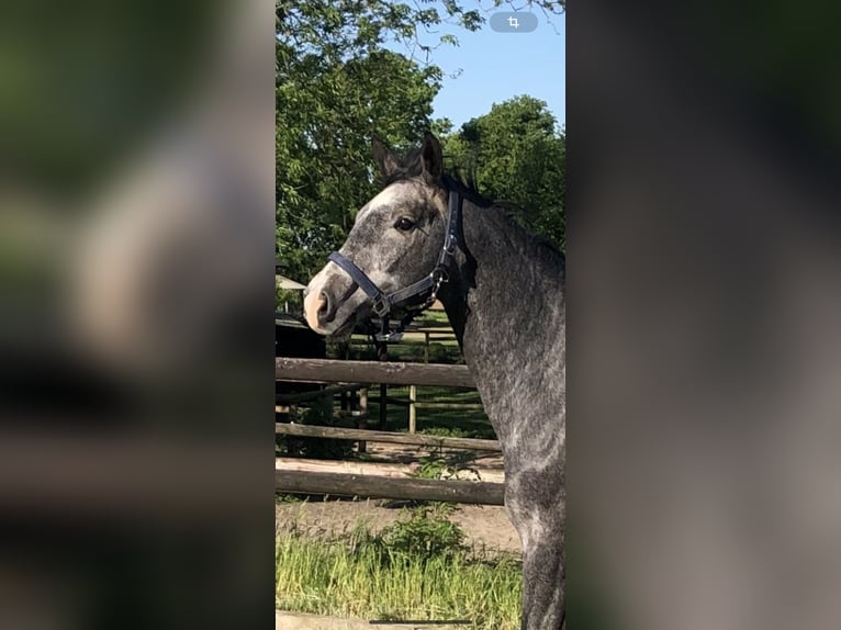 Holstein Gelding 3 years 15,3 hh Gray in Neuengörs