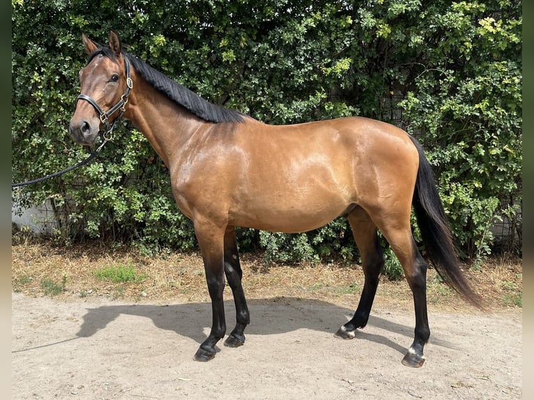 Holstein Gelding 3 years 15,2 hh Brown in WormsWorms