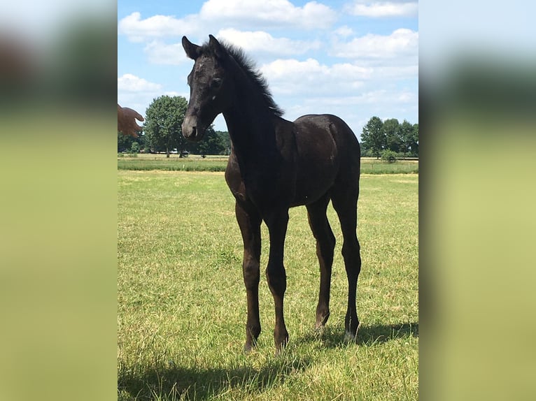 Holstein Gelding 3 years 15,3 hh Grey in Ebreichsdorf Holstein Gelding 3 years 15,3 hh Grey in Ebreichsdorf
