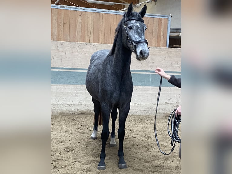Holstein Gelding 3 years 15,3 hh Grey in Ebreichsdorf Holstein Gelding 3 years 15,3 hh Grey in Ebreichsdorf