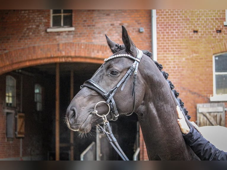 Holstein Gelding 3 years 16,1 hh Black in Bad Bramstedt