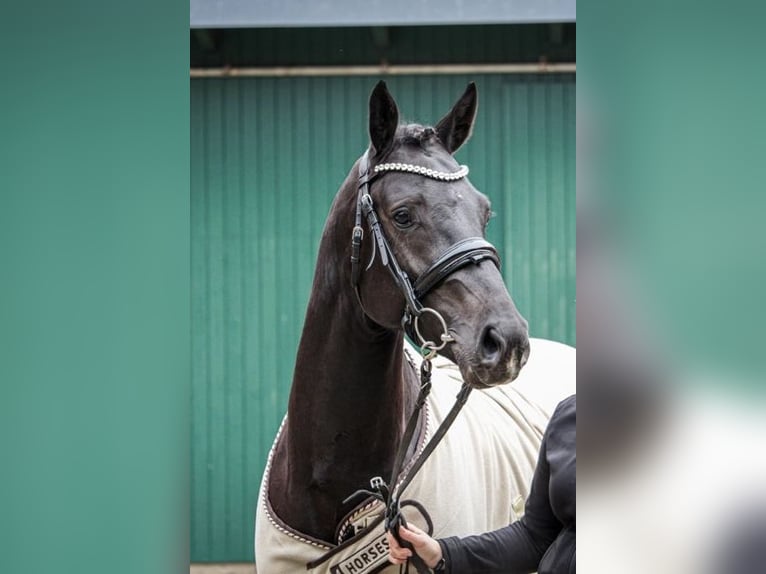 Holstein Gelding 3 years 16,1 hh Black in Bad Bramstedt