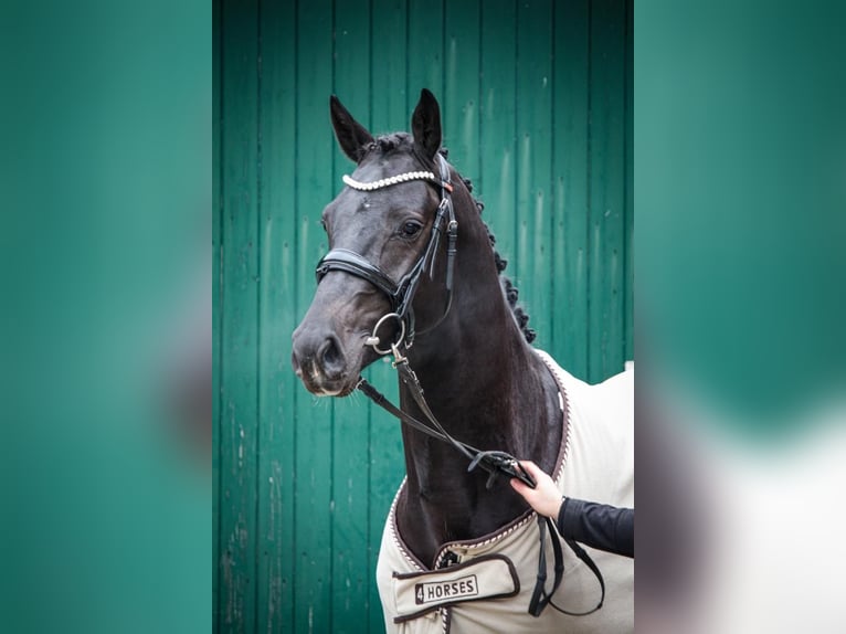 Holstein Gelding 3 years 16,1 hh Black in Bad Bramstedt